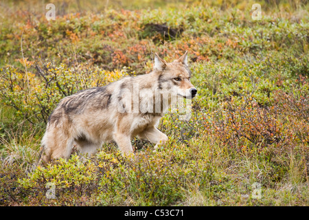 Lupo grigio a piedi attraverso la tundra in Stony Pass, Parco Nazionale e Riserva di Denali, Interior Alaska, Autunno Foto Stock