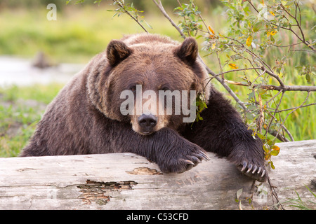 Una femmina di orso bruno getta avvolto su un registro, Alaska Wildlife Conservation Centre, centromeridionale Alaska, Estate. Captive Foto Stock