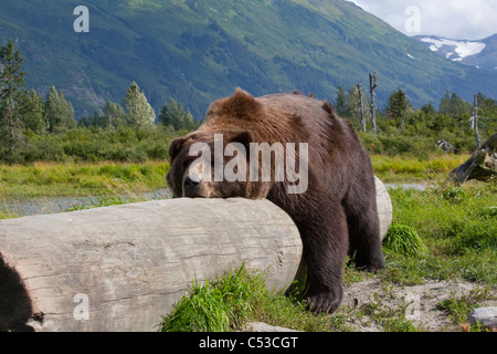 Un maschio adulto orso bruno stabilisce su e pigramente si trova a cavallo di un log, Alaska Wildlife Conservation Centre, Alaska, Estate. Captive Foto Stock
