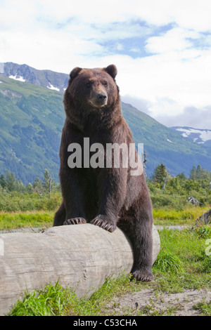 Un maschio adulto orso bruno stabilisce su e pigramente si trova a cavallo di un log, Alaska Wildlife Conservation Centre, Alaska, Estate. Captive Foto Stock