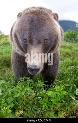 Chiudere fino ad ampio angolo di vista di un orso bruno in Alaska Wildlife Conservation Centre, centromeridionale Alaska, Estate. Captive Foto Stock