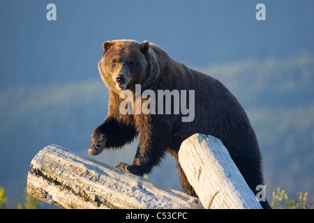 Un captive orso bruno sorge su una pila di registro nel tardo pomeriggio in Alaska Wildlife Conservation Centre, Alaska, Estate. Captive Foto Stock