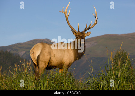 Regal cercando Rocky Mountain bull elk presso il vicino a Portage, Alaska, l'autunno. CAPTIVE Foto Stock