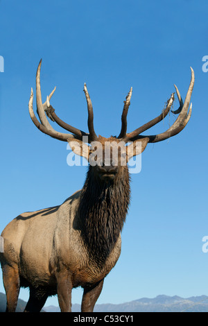 Ritratto di una montagna rocciosa bull elk presso il vicino a Portage, Alaska, l'autunno. CAPTIVE Foto Stock