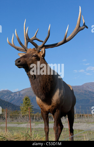 Ritratto di una montagna rocciosa bull elk presso il vicino a Portage, Alaska, l'autunno. CAPTIVE Foto Stock