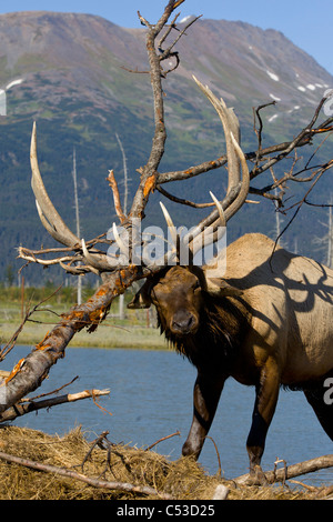 Un adulto Roosevelt bull elk picchia un albero con il suo palchi durante l'autunno, Rut nei pressi di Portage, centromeridionale Alaska. CAPTIVE Foto Stock