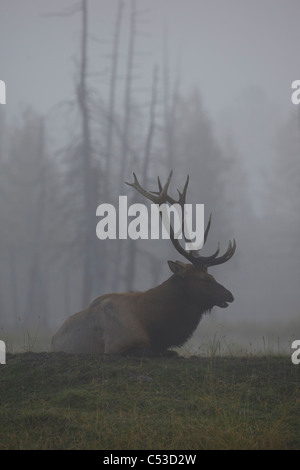 Un adulto Roosevelt bull elk si trova su di una collina nella nebbia mattutina presso il vicino a Portage, Alaska, Estate. CAPTIVE Foto Stock