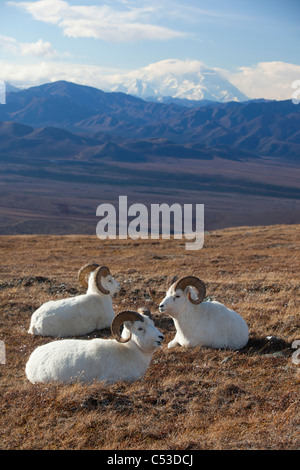 Tre dallâ pecore di ram di riposo in alta montagna prato con Mt. McKinley in background, Interior Alaska, Autunno Foto Stock