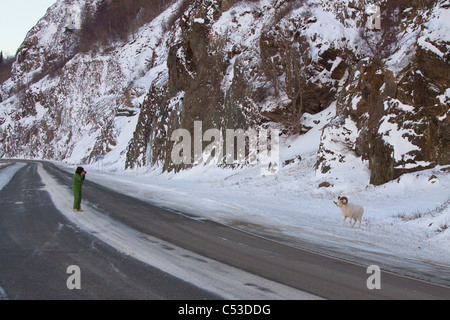 La donna si erge nel mezzo di Seward Highway per fotografare un dallâ ram di Pecora in piedi vicino alla strada, Turnagain Arm, Alaska Foto Stock