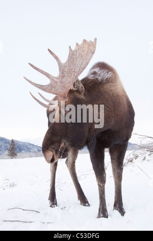 Adulto bull alci in piedi sul suolo snowcovered, Alaska Wildlife Conservation Centre, centromeridionale Alaska, l'inverno. CAPTIVE Foto Stock