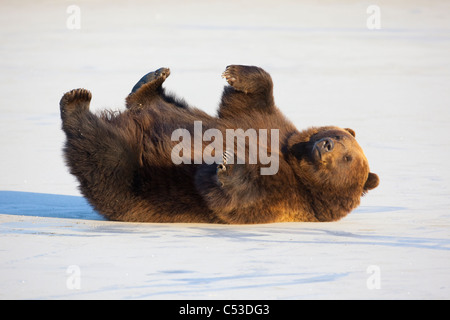 Adulto orso bruno in rotolamento sulla sua schiena nella neve in Alaska Wildlife Conservation Centre, Portage, Alaska, captive Foto Stock