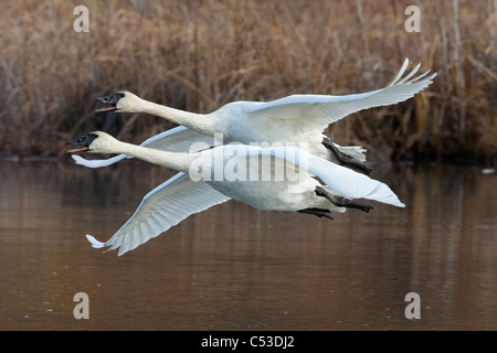 Due adulti Trumpeter Swans sorvolare Potter Marsh, nei pressi di ancoraggio, centromeridionale Alaska, Autunno Foto Stock