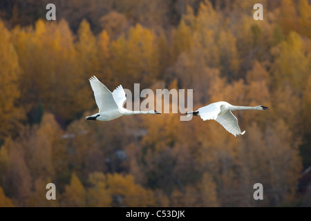 Due adulti Trumpeter Swans sorvolare Potter Marsh vicino a Anchorage, centromeridionale Alaska, Autunno Foto Stock