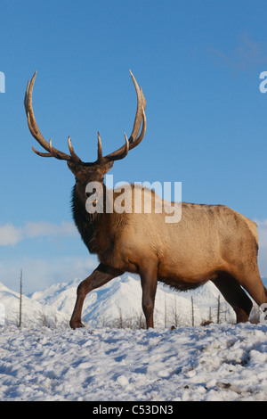 Una matura Roosevelt Elk sorge sul terreno snowcovered in una giornata di sole in Alaska Wildlife Conservation Centre, Alaska. CAPTIVE Foto Stock