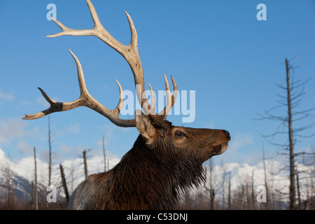 Vista di profilo di una montagna rocciosa Bull Elk in Alaska Wildlife Conservation Centre, centromeridionale Alaska, l'inverno. CAPTIVE Foto Stock