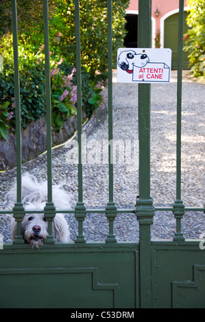 Attenzione vor dem cane segno multilingue (giallorosso), pittogramma resistente agli agenti atmosferici, Cani scudo per il cancello da giardino, einfahrts portaporta di casa, Porta Scudo per