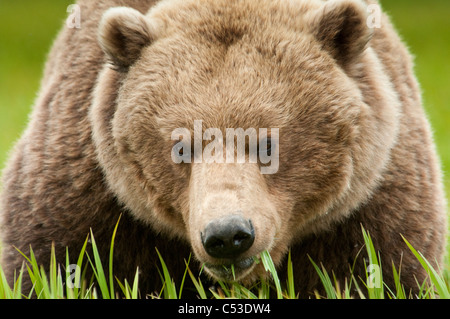 Orso bruno feed su sedge erba al McNeil River State Game Santuario, Southwest Alaska, estate Foto Stock