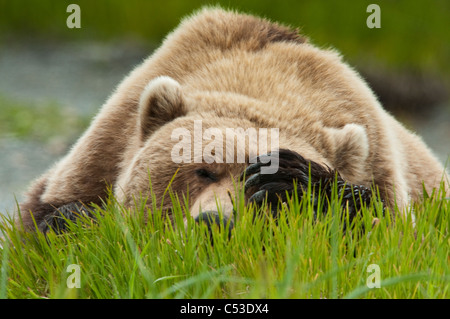 Orso bruno in appoggio su sedge erba con la zampa sopra gli occhi al McNeil River State Game Santuario, Southwest Alaska, estate Foto Stock