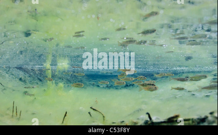 Vista subacquea di salmone coho fry e tre-colonna vertebrale stickleback allevamento in Power Creek, rame River Delta, Alaska Foto Stock