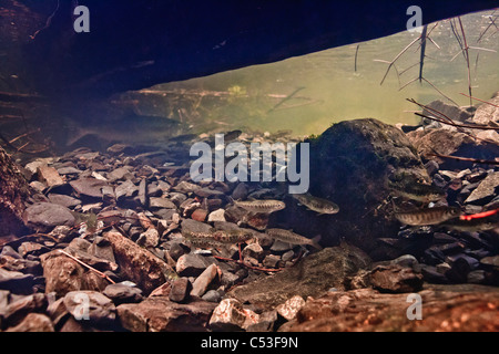 Vista subacquea di una migrazione di colore rosa salmone in Eccles Creek, vicino a Cordova, Alaska. Foto Stock