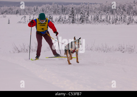 Concorrente Skijor racing in una Montana Creek evento skijoring, centromeridionale Alaska, inverno Foto Stock