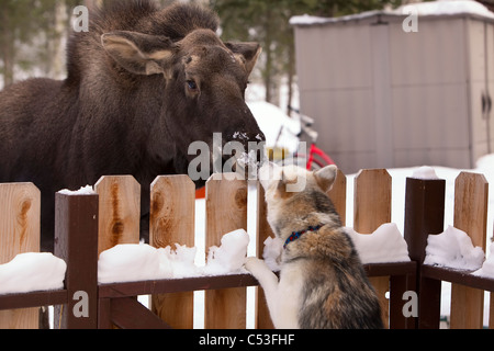 Siberian Husky e un vitello alce naso a naso in un Picket Fence, Wasilla, centromeridionale Alaska, inverno Foto Stock