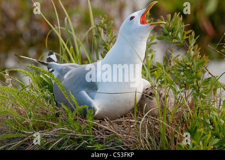 Vista ravvicinata di un Gabbiano Glaucous nesting con lei con pulcini a Potter Marsh, Anchorage, centromeridionale Alaska, molla Foto Stock