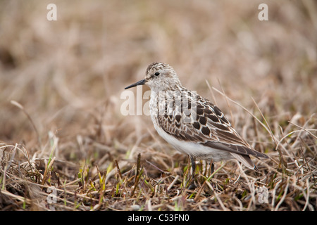 Baird il Sandpiper sorge sulla tundra e dell'Artico pianura costiera, National Petroleum Reserve, Arctic Alaska, molla Foto Stock