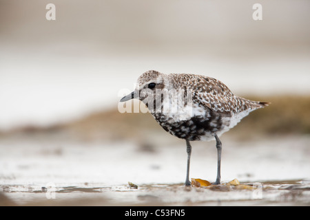 Rospo Plover permanente sulla Odiak Slough velme durante la migrazione, il rame del delta del fiume, Cordova, Alaska Foto Stock