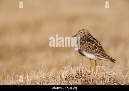 Pectoral Sandpiper permanente sulla tundra terreno fertile, Arctic pianura costiera, NPR, Alaska Foto Stock