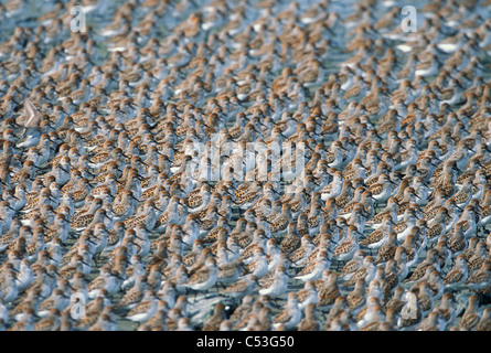 Grande gregge di Western piro-piro sul fango appartamenti del rame sul delta del fiume,centromeridionale Alaska, molla Foto Stock