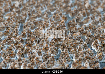 Grande gregge di Western piro-piro sul fango appartamenti del rame sul delta del fiume,centromeridionale Alaska, molla Foto Stock