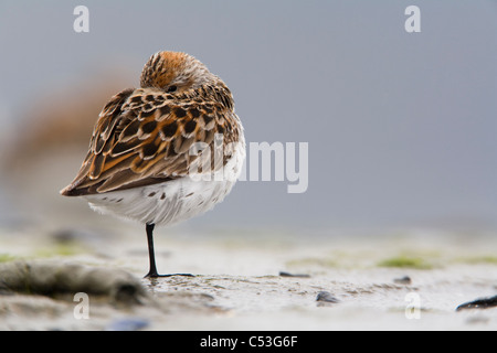 Western Sandpiper sono ' appollaiati sulle velme di Hartney Bay durante la migrazione a molla, il rame del Delta del Fiume,centromeridionale Alaska Foto Stock