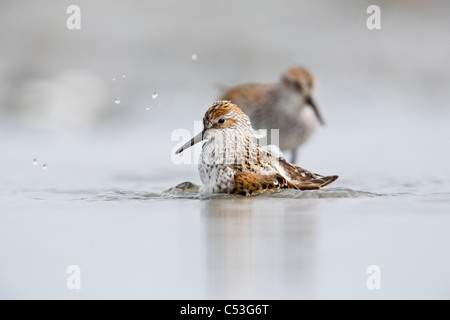 Western Sandpipers balneazione in Hartney Bay durante la migrazione a molla, il rame del Delta del Fiume,centromeridionale Alaska Foto Stock