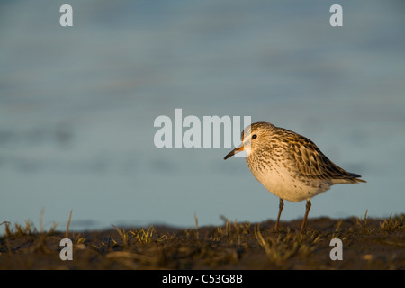 Bianco-rumped Sandpiper permanente sulla tundra e dell'Artico pianura costiera, NPR, Alaska Foto Stock