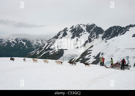 I visitatori di pastosità del cane sul ghiacciaio conca vicino a Girdwood centromeridionale, Alaska, estate Foto Stock