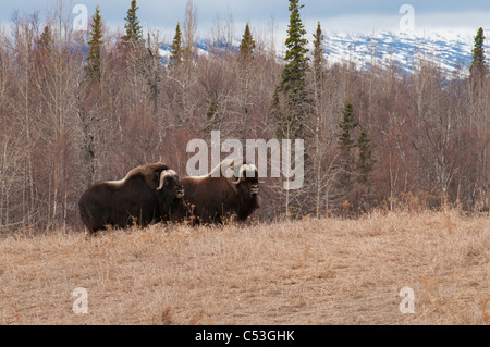 Musk Ox tori a camminare in un campo al muschio Ox Agriturismo vicino a Palmer, Matanuska Valley, centromeridionale Alaska, la molla. CAPTIVE Foto Stock