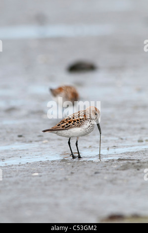 Western Sandpipers tira su un worm nel fango appartamenti, Hartney Bay, Cordova, Prince William Sound, centromeridionale Alaska, molla Foto Stock