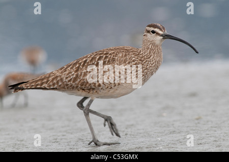 Whimbrel passeggiate sulle velme, Hartney Bay, Cordova, Prince William Sound, centromeridionale Alaska, molla Foto Stock