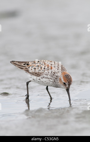 Western Sandpiper cerca cibo nel fango appartamenti, Hartney Bay, Cordova, Prince William Sound, centromeridionale Alaska, molla Foto Stock