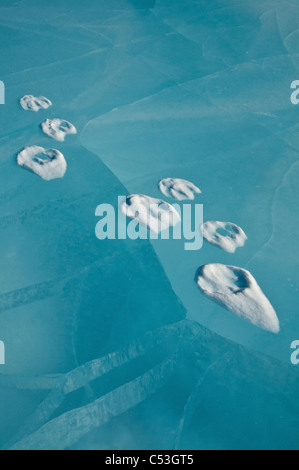 Stampe di lupo nella neve sul ghiaccio blu del gelido nord Forcella del Fiume Koyukuk nei cancelli dell'Artico National Park, Alaska Foto Stock