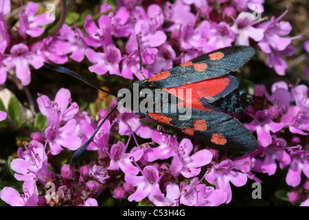 Sei-spot Burnett falena Zygaena filipendulae su timo selvatico Foto Stock