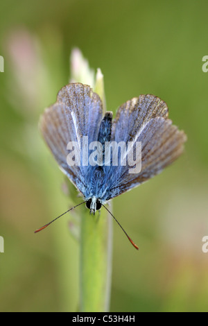 Comune maschio Blue Butterfly Polyommatus icarus Foto Stock