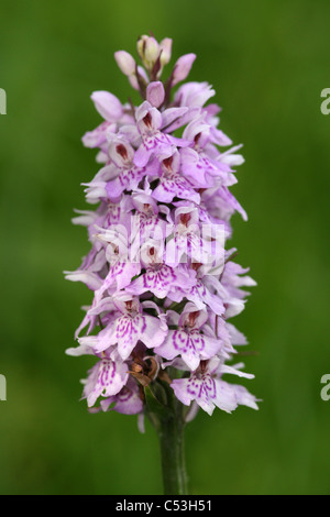 Avvistato comune-orchidea Dactylorhiza fuchsii Foto Stock