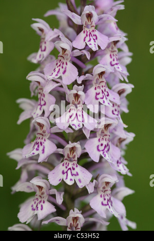 Flower dettaglio su comuni Spotted-orchidea Dactylorhiza fuchsii Foto Stock