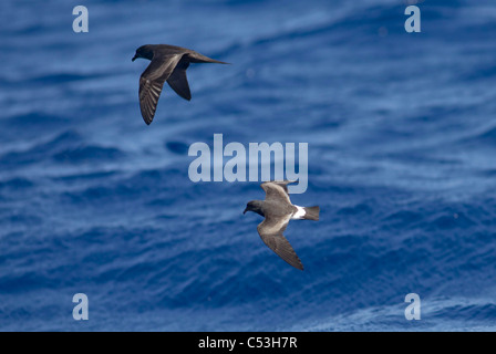 Tempesta di Madeira Petrel Oceanodroma castro e Bulwer's Petrel Bulweria bulwerii in volo sopra il mare a 10 miglia a largo di Madera Foto Stock