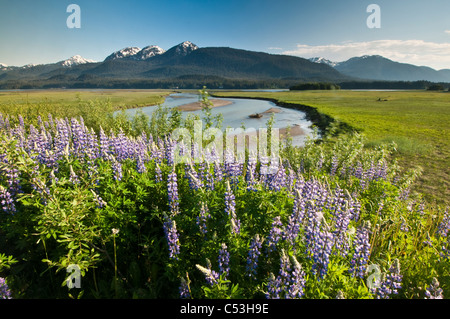 Vista del lupino Artico nel Mendenhall Wetlands gioco stato rifugio lungo il ghiacciaio autostrada vicino Juneau, in Alaska Foto Stock