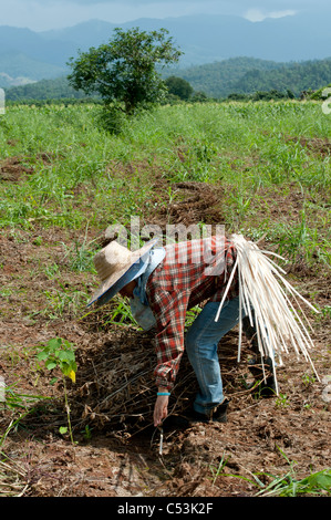 Lavoratore di fattoria di soia raccolta in un campo di Chiang Dao, Chiang Mai Provincia, Thailandia Foto Stock