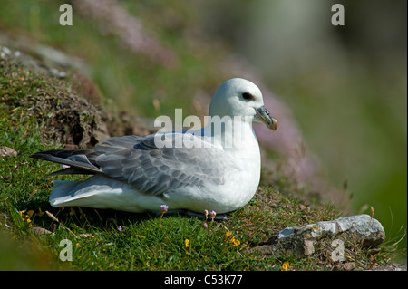 Fulmar Fulmarus glacialis incubando uovo solo durante il periodo estivo la nidificazione sulle Isole Shetland. SCO 7462 Foto Stock