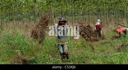 I lavoratori agricoli di soia raccolta in un campo di Chiang Dao, Chiang Mai Provincia, Thailandia Foto Stock